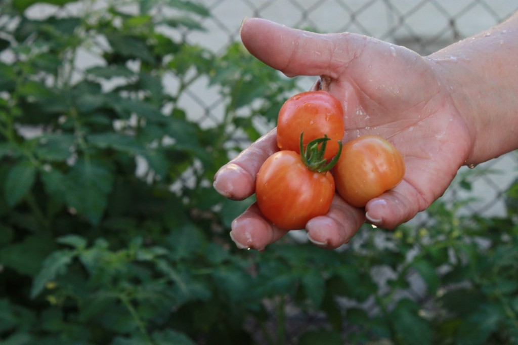 The author's mother displays fresh-picked tomatoes. | Ashley Hansack 