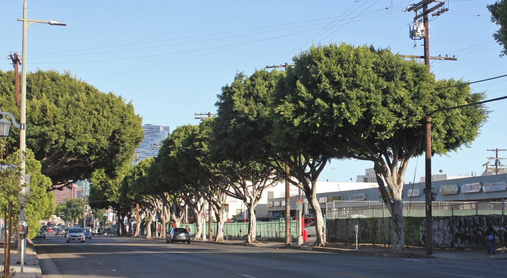 The goal of the grant KYCC received is to ensure half of the possible tree sites in South Los Angeles and Pico-Union are planted, creating consistent shade coverage. | Rachel Cohrs, Intersections South L.A.
