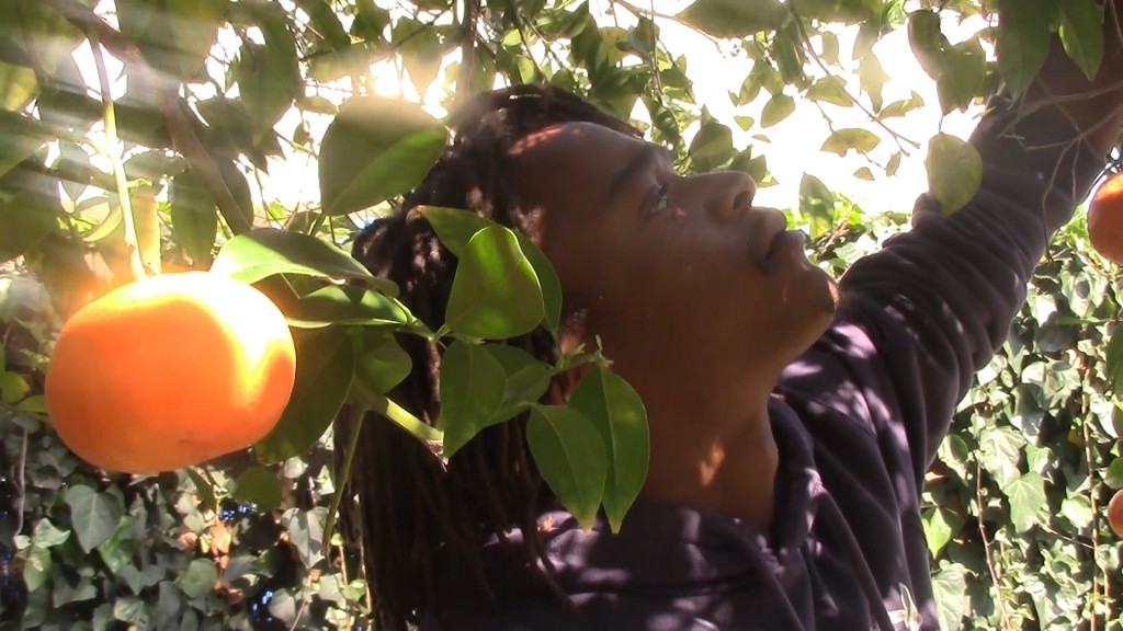 Agyei Graham plucking an orange in his backyard | Sinduja Rangrajan