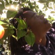Agyei Graham plucking an orange in his backyard | Sinduja Rangrajan
