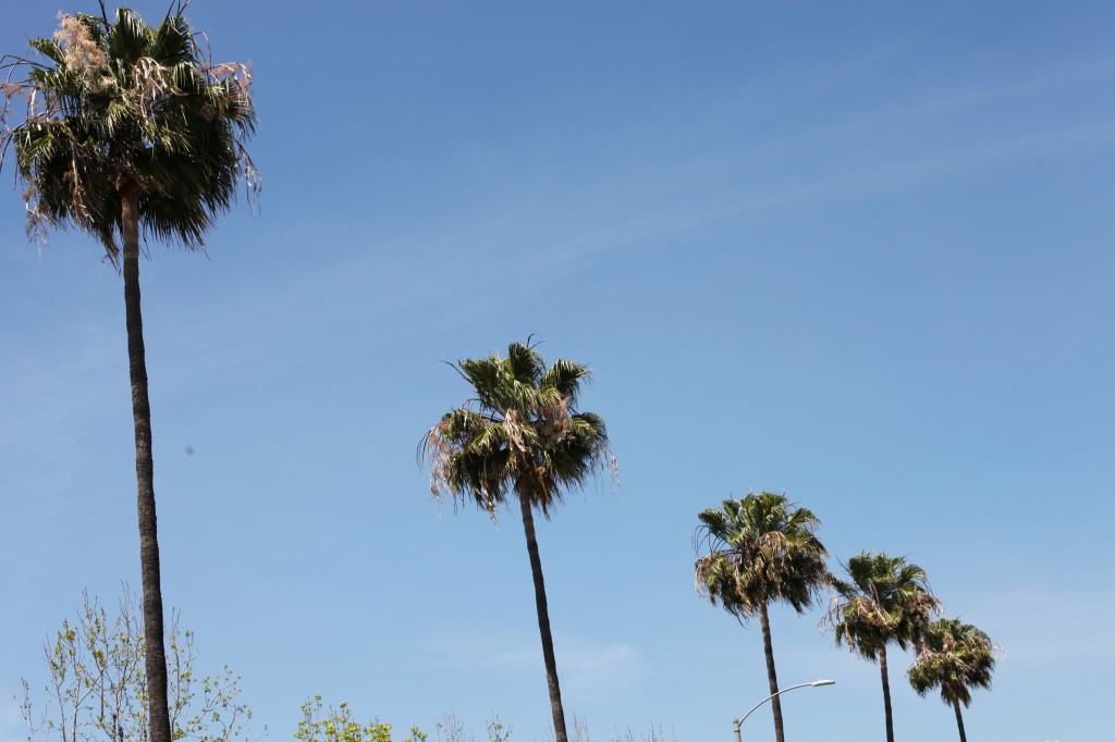 LA's most popular trees. 