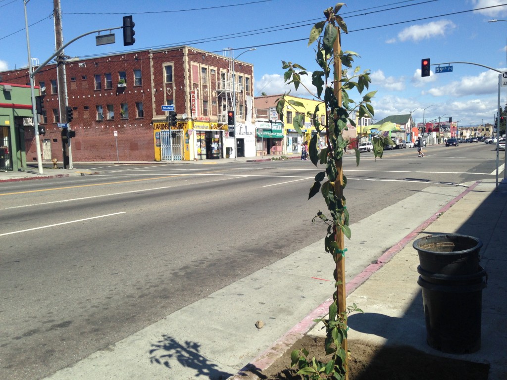 The organization City Plants spearheaded the installation of 120 trees on Broadway in South L.A., partially to combat urban pollution. | Daina Beth Solomon